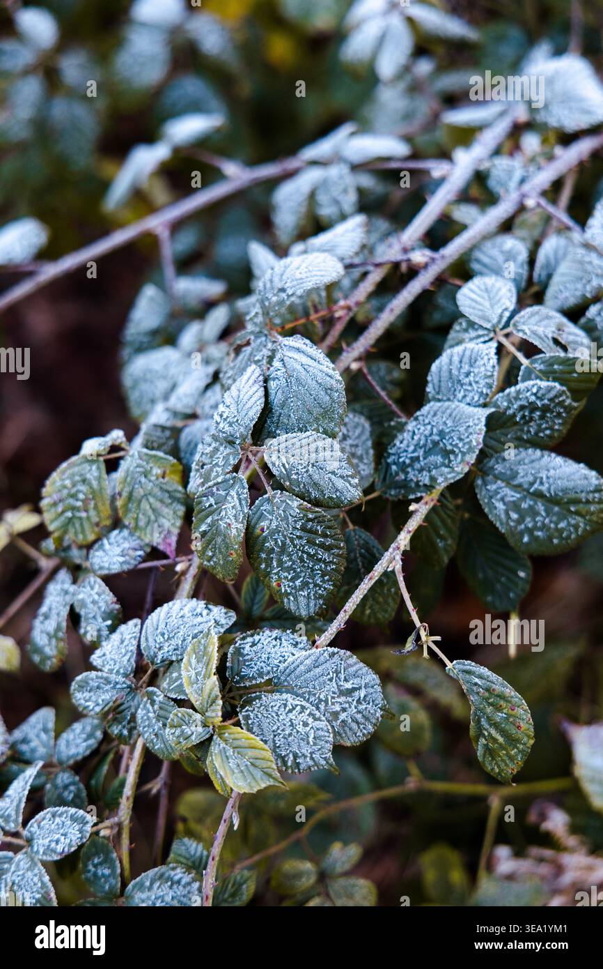 Frost auf Blättern in Epping Forest, London, England Stockfoto