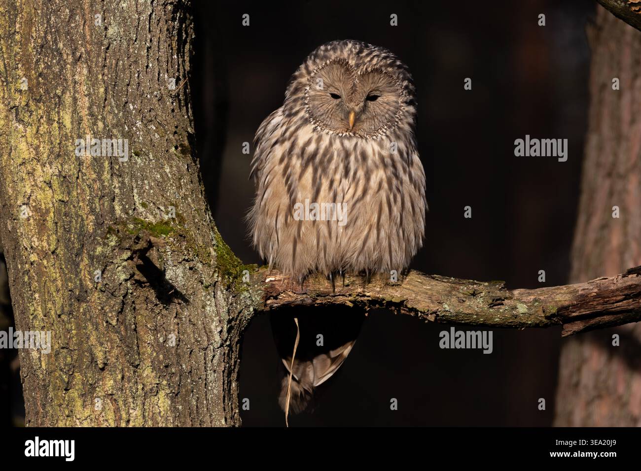 Ural Owl ( Strix uralensis) im Wald Stockfoto