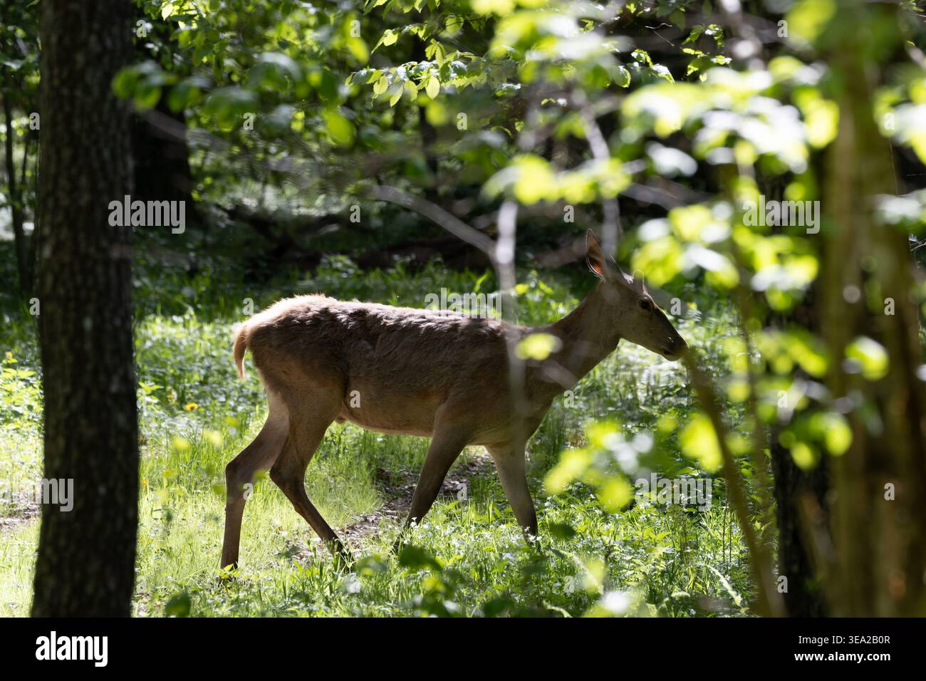 Rotwild, die durch üppiges grünes Unterholz und sonnendurchflutete Bäume spazieren und in der wilden Waldlandschaft des Bialowieza-Waldes auf der Suche sind Stockfoto