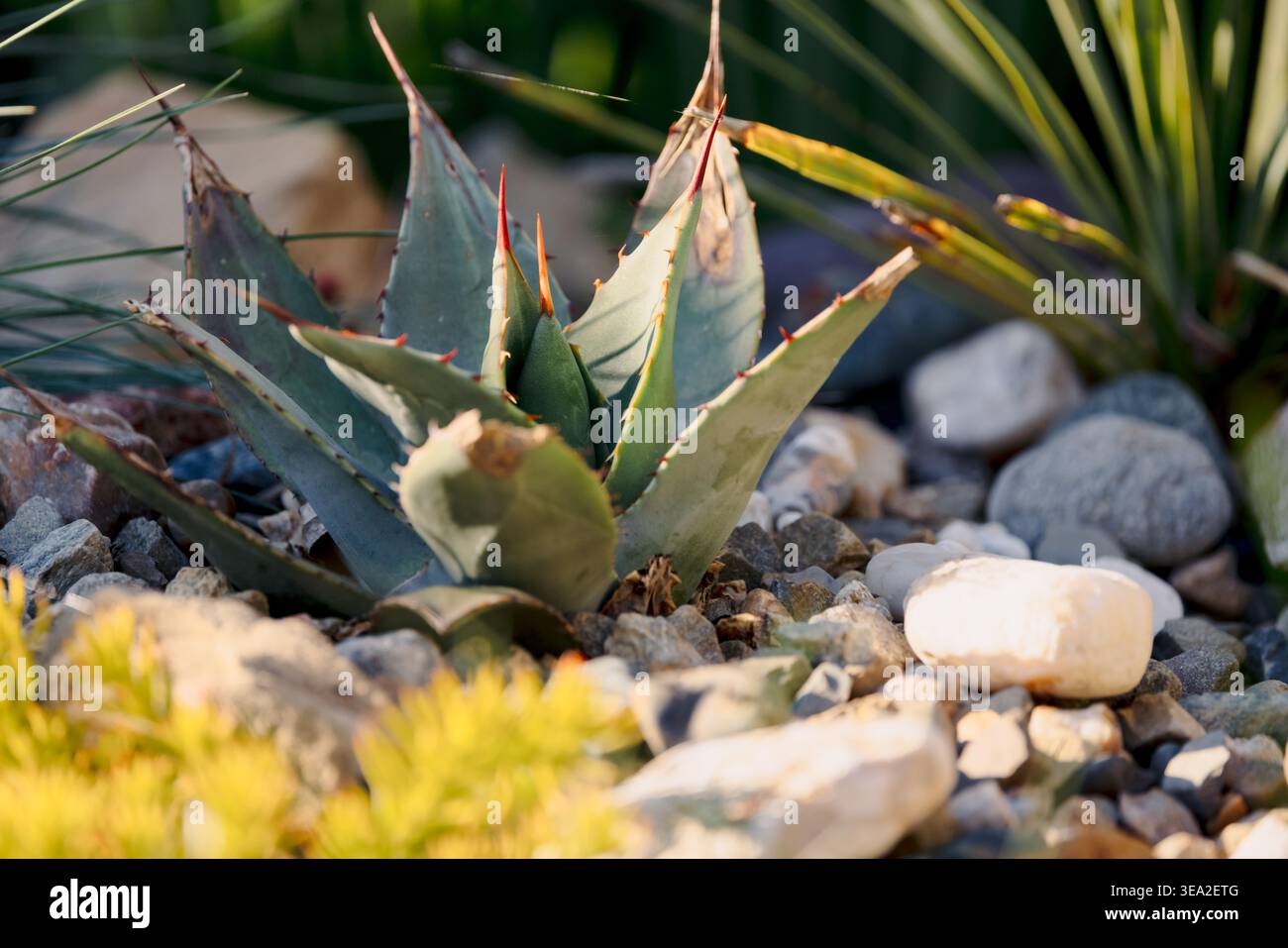 Grüne saftige Pflanze mit scharfen Blättern zwischen Steinen im Sonnenlicht. Agave parryi huachucensis Stockfoto