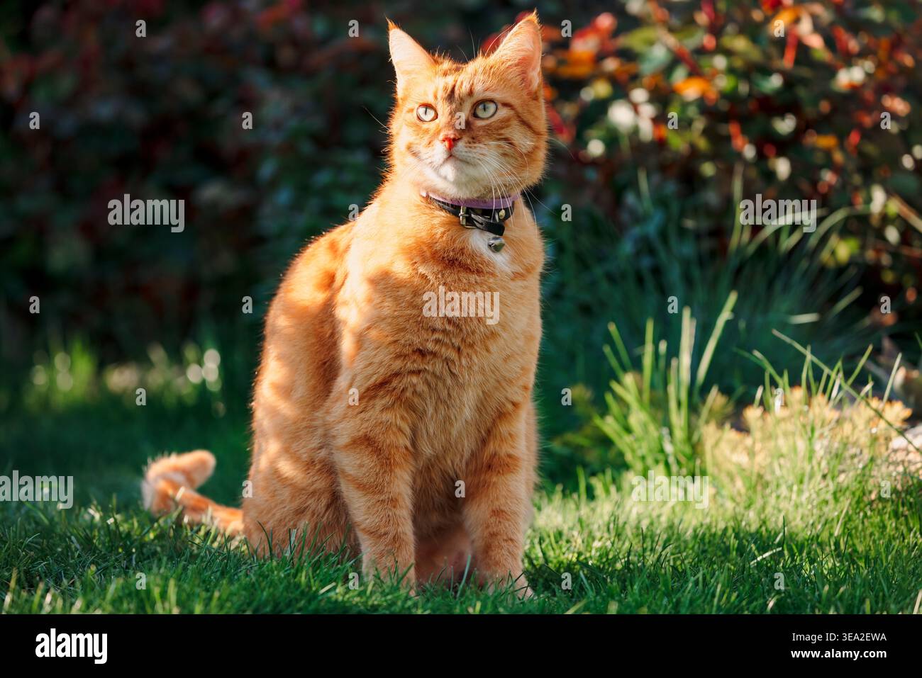 Ingwerkatze im Garten Sonnenlicht, Haustierporträt draußen. Stockfoto