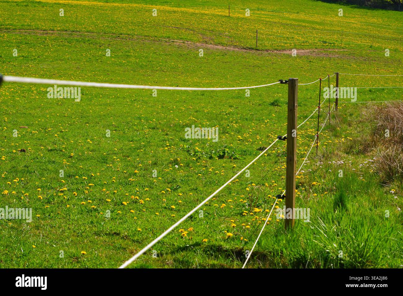 Elektrischer Zaun auf einer grünen Weide. Elektrische Umzäunung um die Weide mit Nutztieren. Ein Stromzaun auf einer grünen Weide Stockfoto