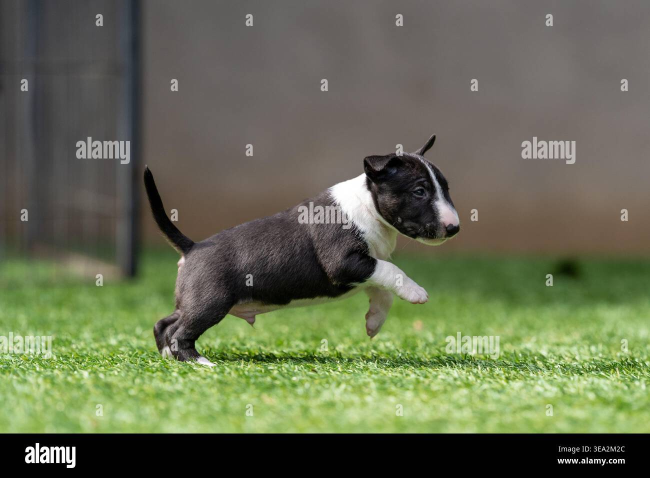 Mini-Bullterrier-Welpe läuft und springt, während er im Gras spielt Stockfoto