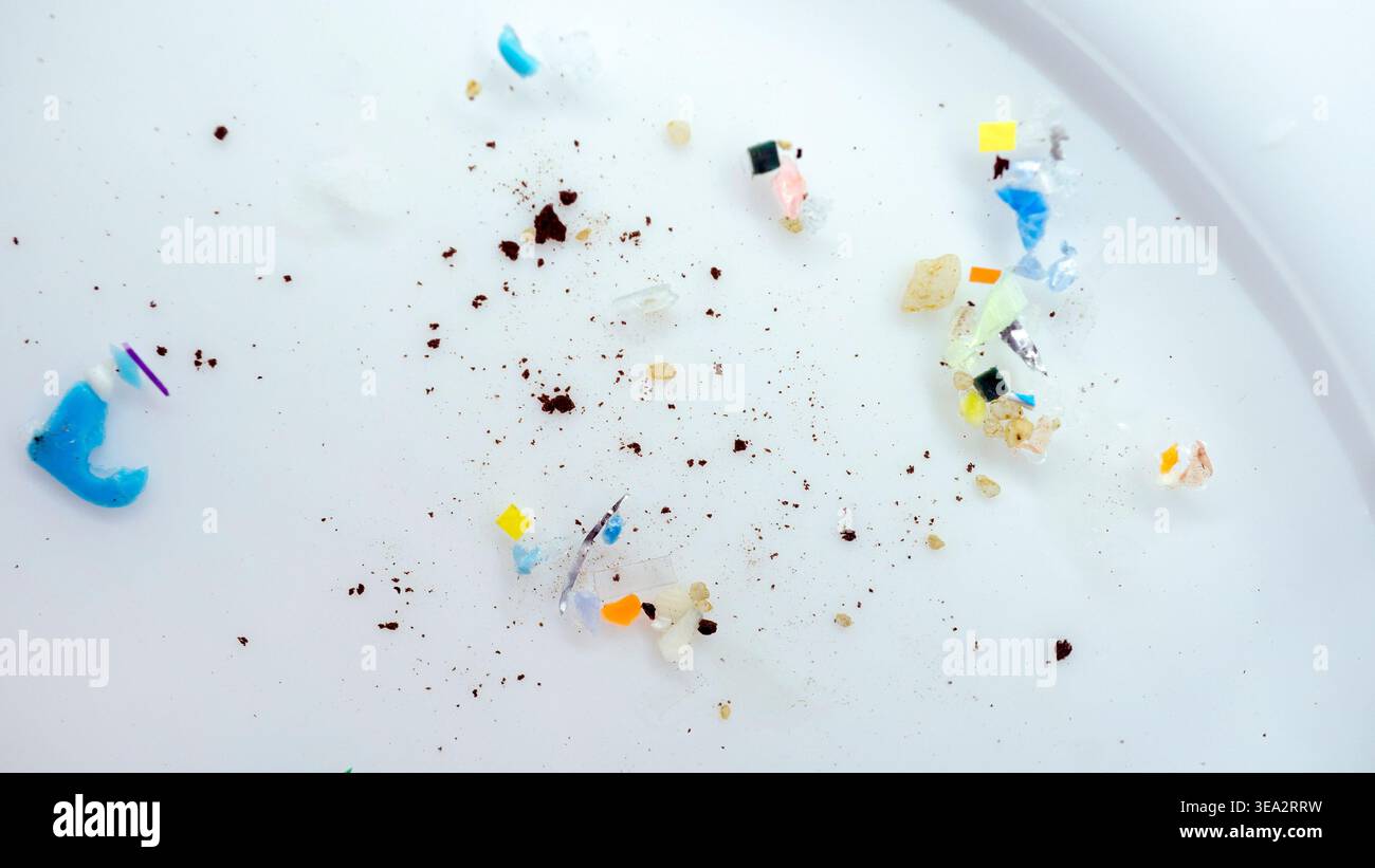 Makroaufnahme von Mikroplastikstücken, die auf einer Petrischale verstreut sind. Eine Sammlung von Plastikfragmenten und Sedimenten unterstreicht die globale Meeresverschmutzung. Mikrofon Stockfoto