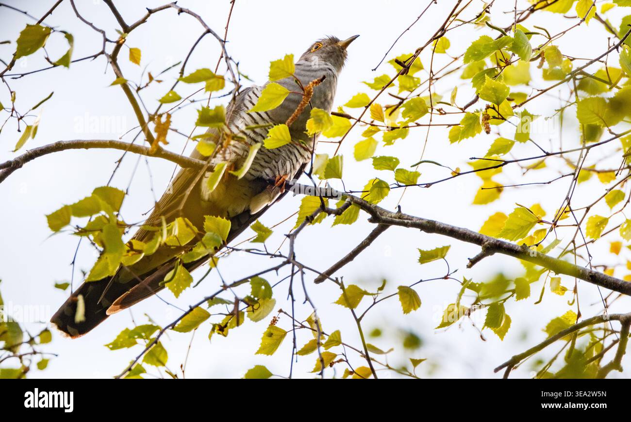 Ein männlicher Kuckuckvogel, der auf einem Baum sitzt und sein berühmtes Lied singt. Dieser Vogel wurde im New Forest Hampshire England fotografiert Stockfoto
