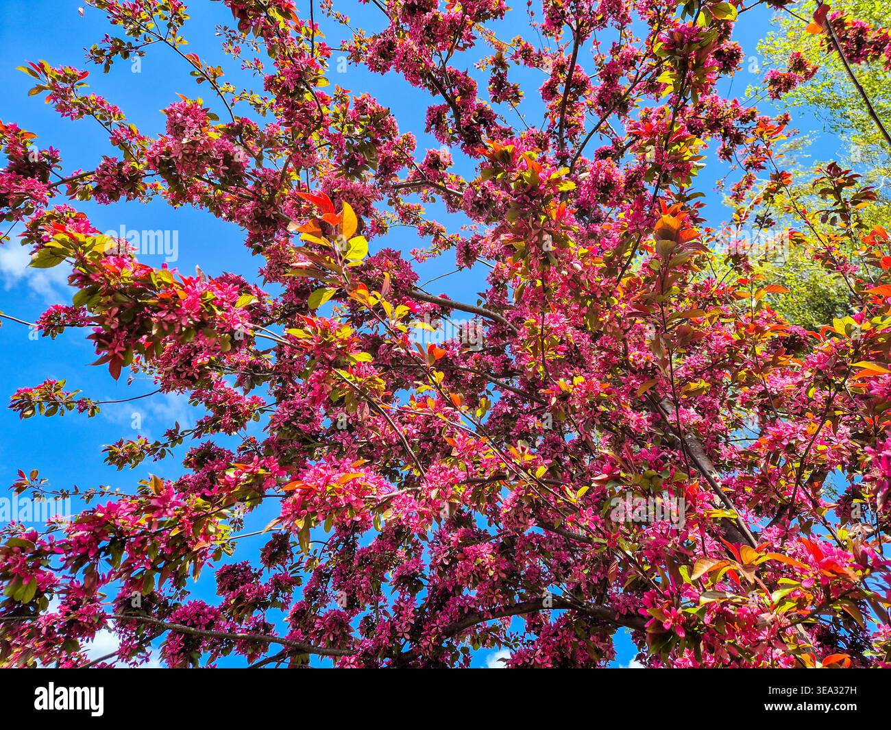 Eine Nahaufnahme der Blüte auf einem japanisch blühenden Krabben-Apfelbaum im Frühjahr 2026. Stockfoto