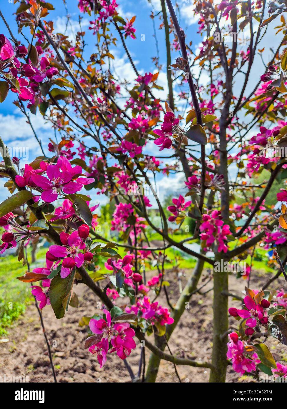Eine Nahaufnahme der Blüte auf einem kitzelten rosa Apfelbaum im Frühjahr 2026. Stockfoto