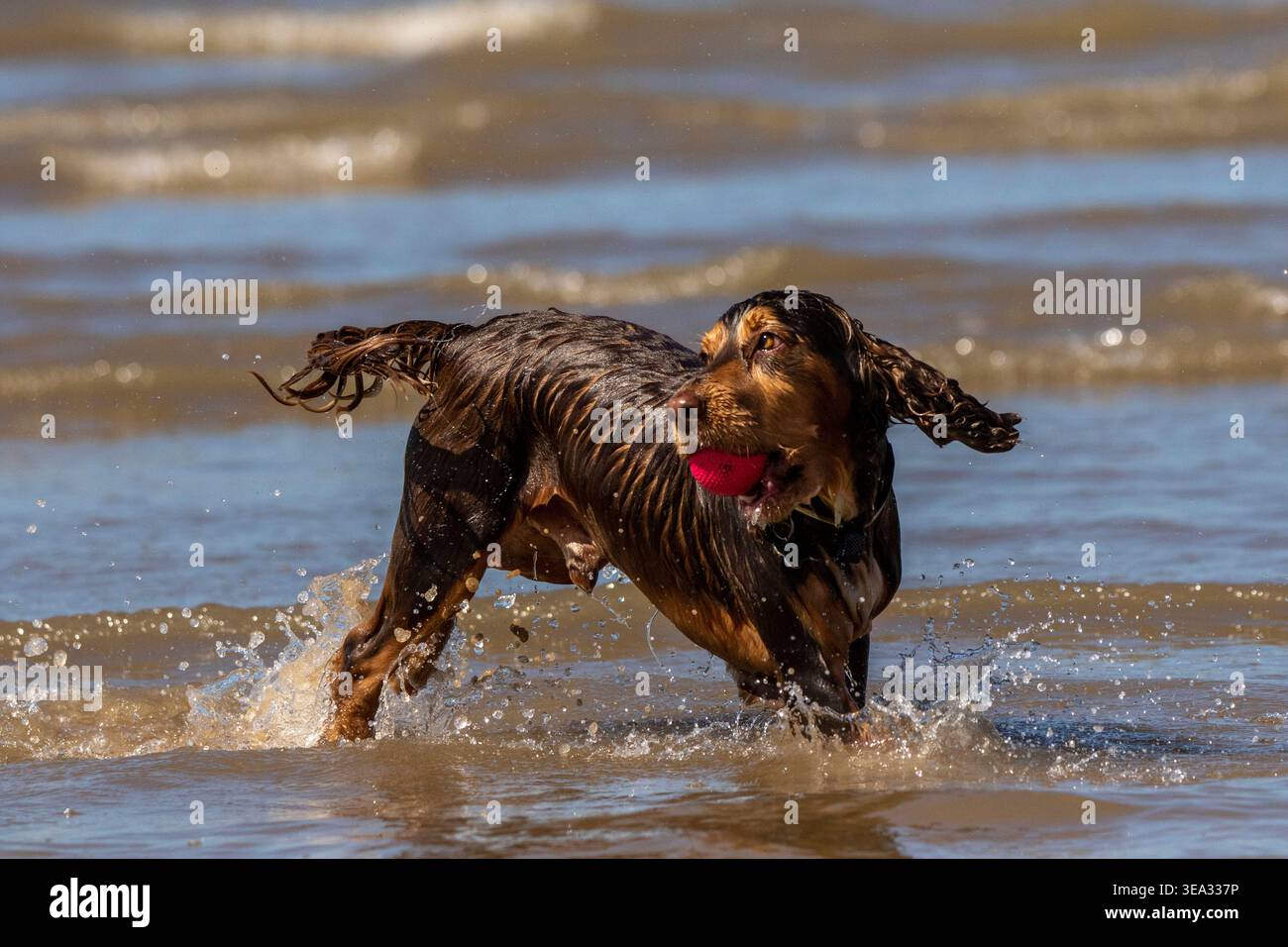 Alfie jagt seinem Ball durch das Meer und über Wellen nach, um sein Lieblingsspielzeug zu holen. Stockfoto