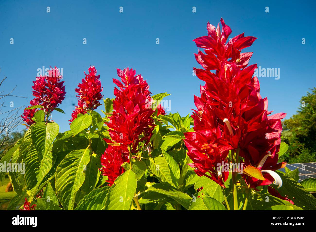 Dieser Hochglanzstrauch (Megaskepasma erythrochlamis), auch brasilianischer roter Mantel genannt, stammt aus Teilen Südamerikas, São Paulo Stockfoto