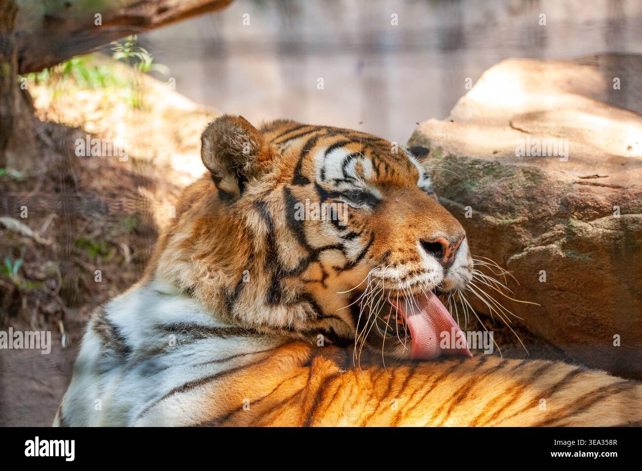 Sibirischer Tiger (Panthera tigris altaica), der als die größte Katze der Welt gilt. Stockfoto