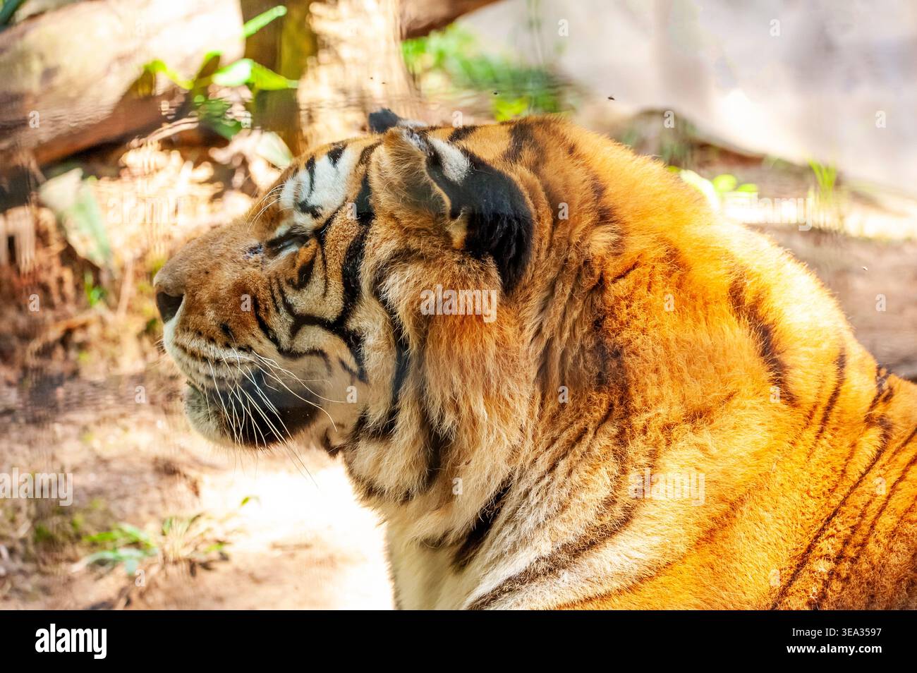 Sibirischer Tiger (Panthera tigris altaica), der als die größte Katze der Welt gilt. Stockfoto