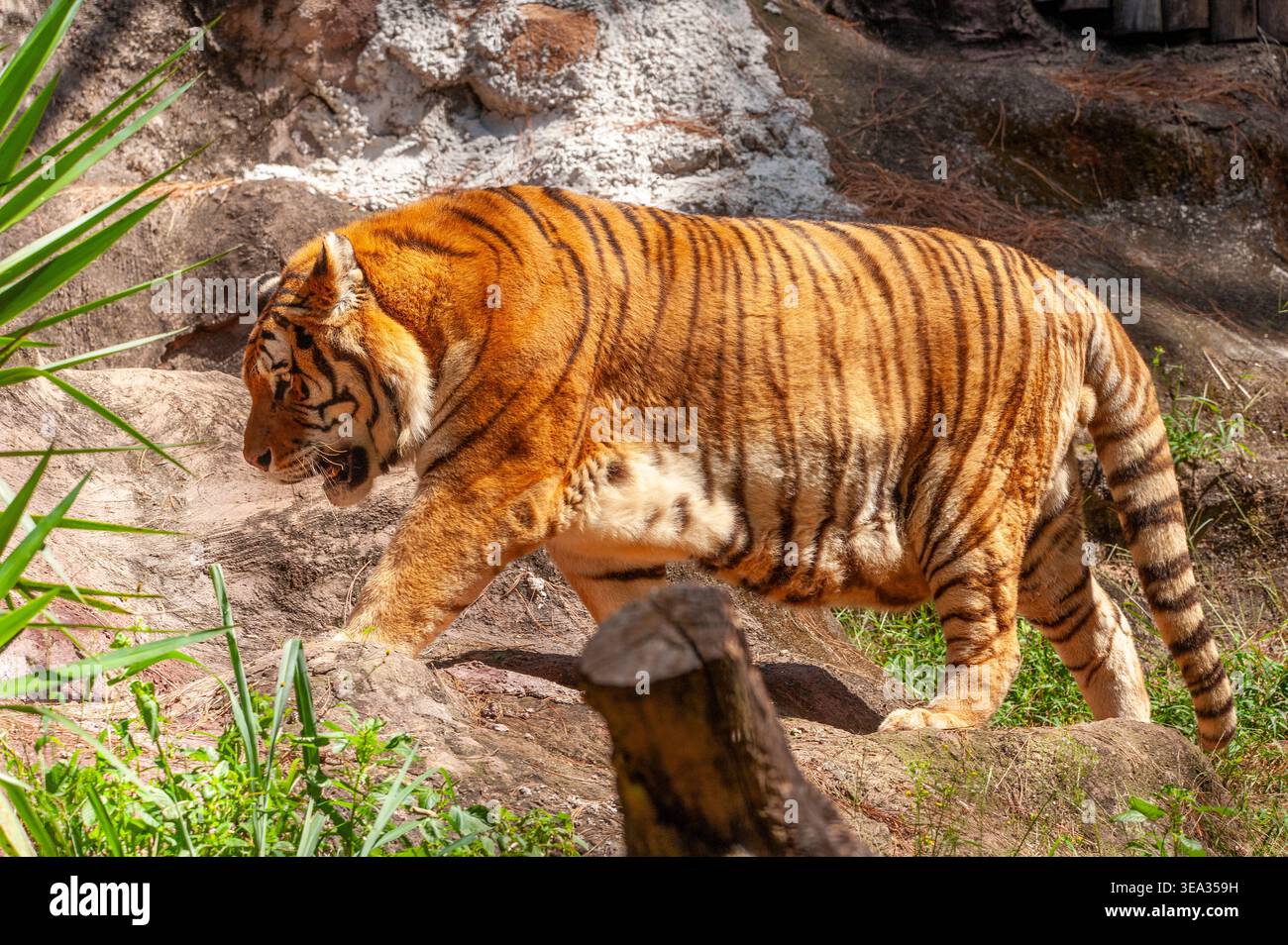 Sibirischer Tiger (Panthera tigris altaica), der als die größte Katze der Welt gilt. Stockfoto