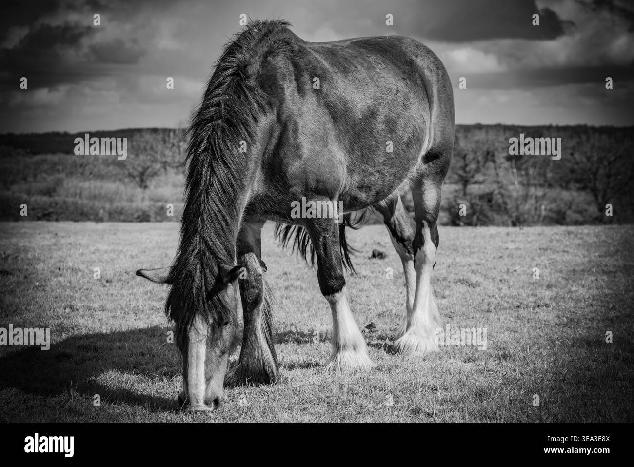 Shire Horse Stockfoto