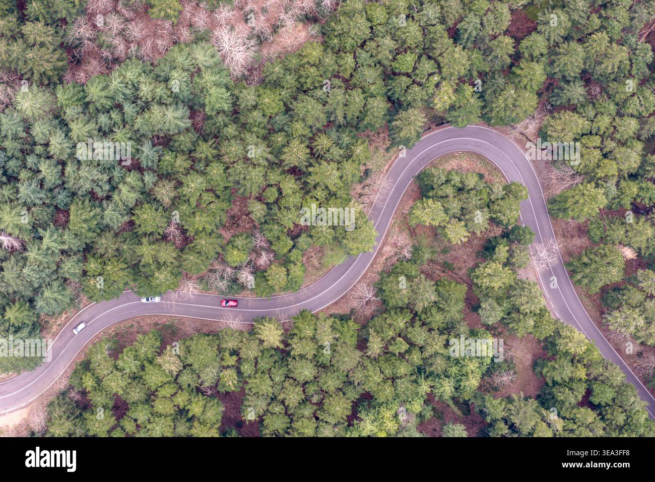 Aus der Vogelperspektive einer gewundenen Asphaltstraße mit Autos, die durch den dichten grünen Wald von Vallombrosa in der Toskana fahren. Stockfoto