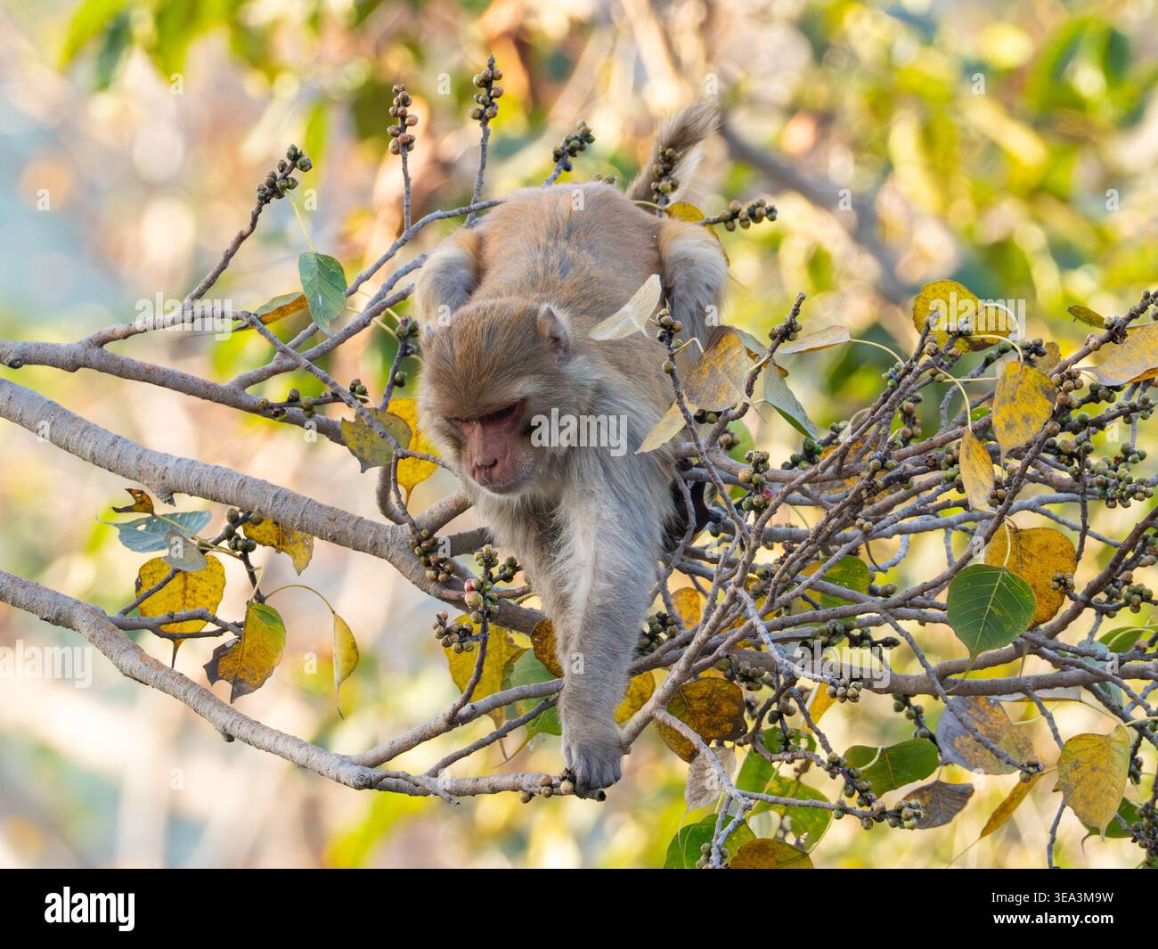 Rhesus Macaque, Macaca mulatta, Bandhavgahr Nationalpark, Indien Stockfoto
