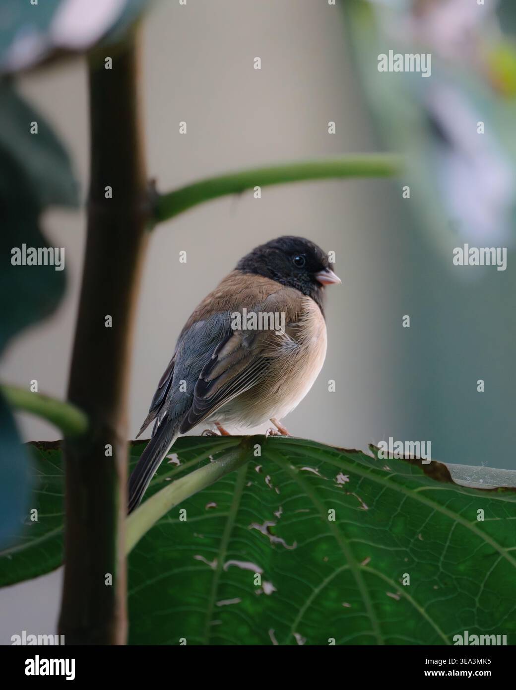 Kleiner, dunkeläugiger Junco auf grünem Blatt zwischen tropischen Pflanzen Stockfoto