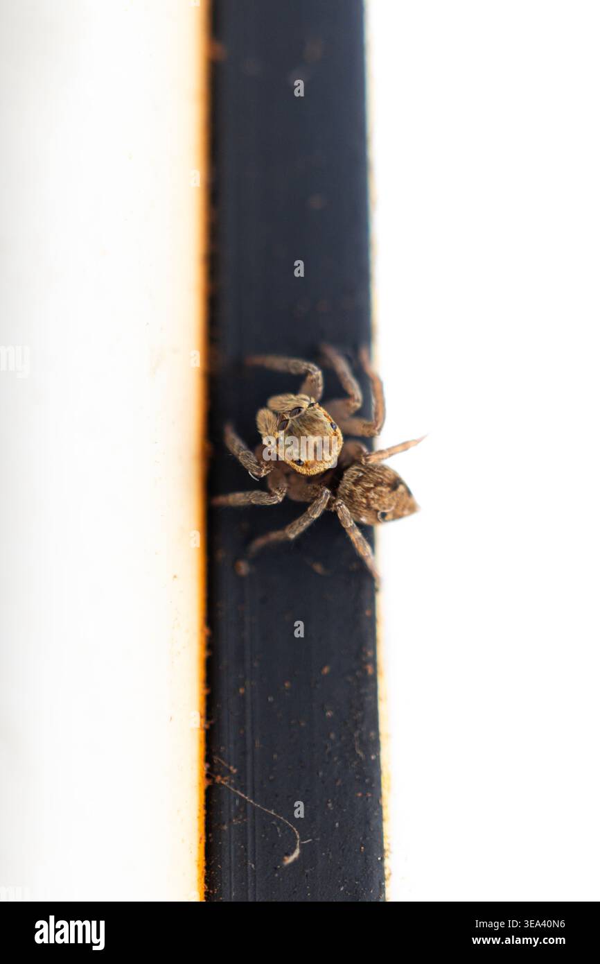 Kleine springende Spinne am Rand der Oberfläche mit minimalem Hintergrund und Kopierraum Stockfoto