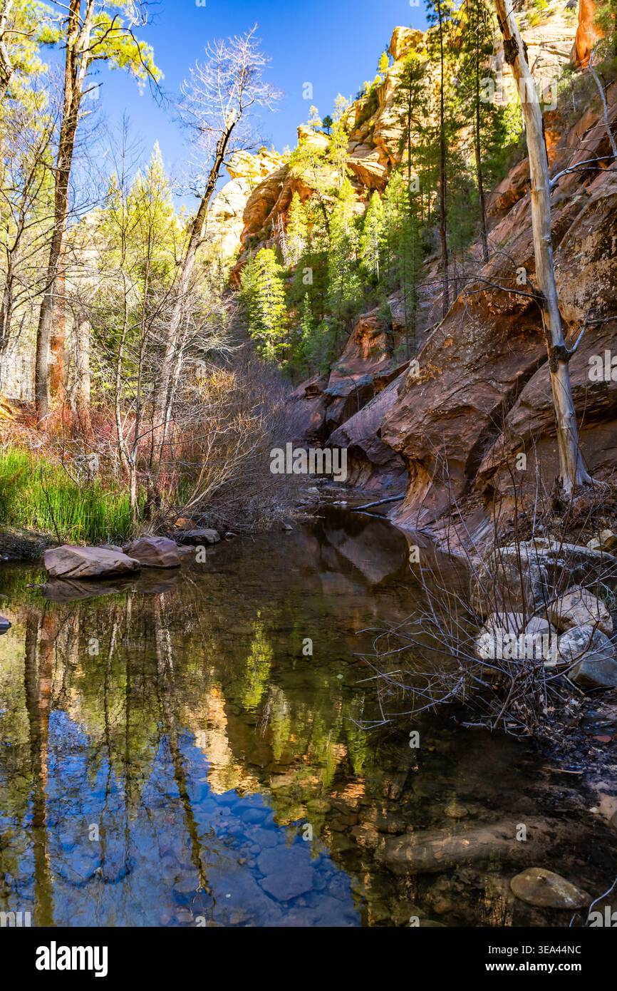 Der malerische West Fork Trail folgt dem Oak Creek durch die Red Rock Canyon Landschaft in der Nähe von Sedona Arizona Stockfoto
