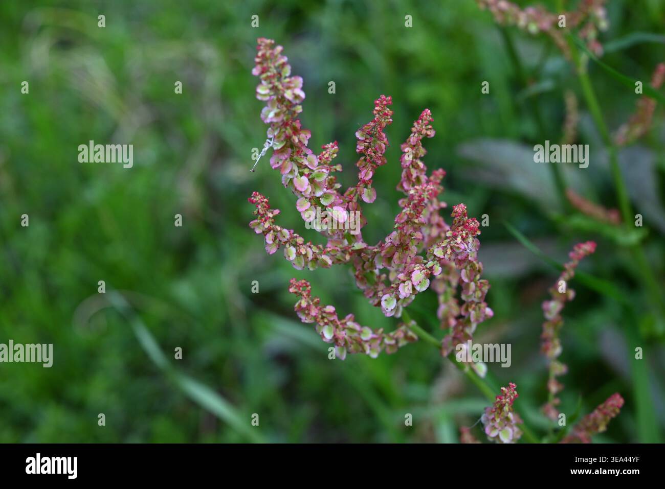 Sauerampfer (Rumex acetosa) Blüten. Polygonaceae perennial. Er trägt rötlich-blassgrüne Blüten auf Blütenspitzen im Frühsommer. Essbar und medizinisch. Stockfoto