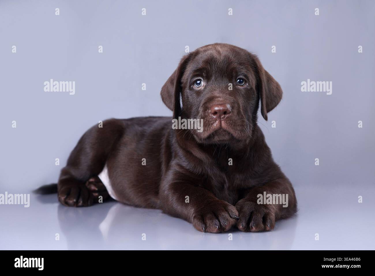 Schokoladen-Labrador-Welpe ruht auf grauem Studiohintergrund, Ganzkörperporträt. Stockfoto