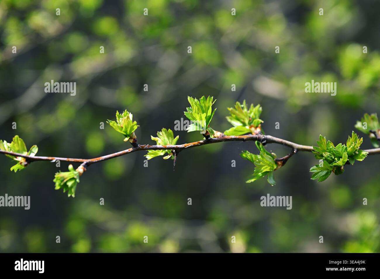 Frühlingsknospender Zweig des Weißdorns (Crataegus monogyna) mit frischen grünen Blättern und weichem Bokeh-Hintergrund Stockfoto
