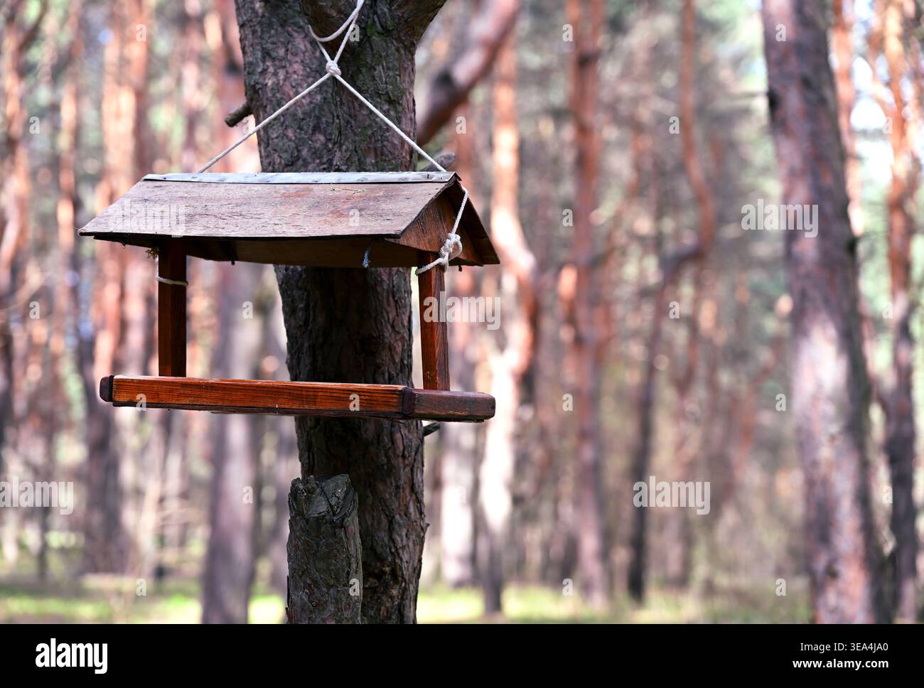 Hölzerne Vogelfutteranlage hängt an Baumstamm im Kiefernwald mit verschwommenem natürlichem Hintergrund Stockfoto