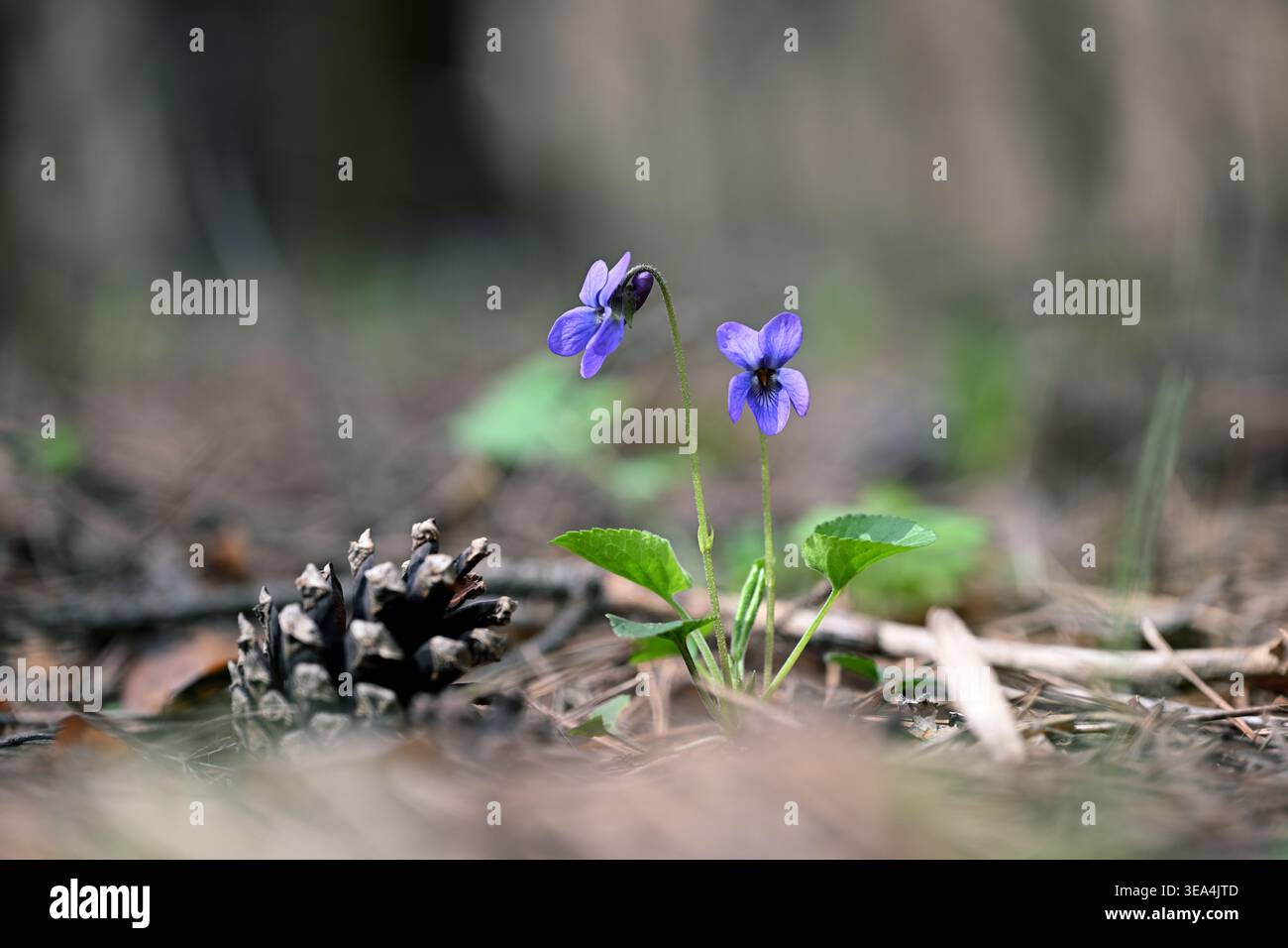 Süße Violette (Viola odorata) Wildblume im Waldboden Nahaufnahme Stockfoto