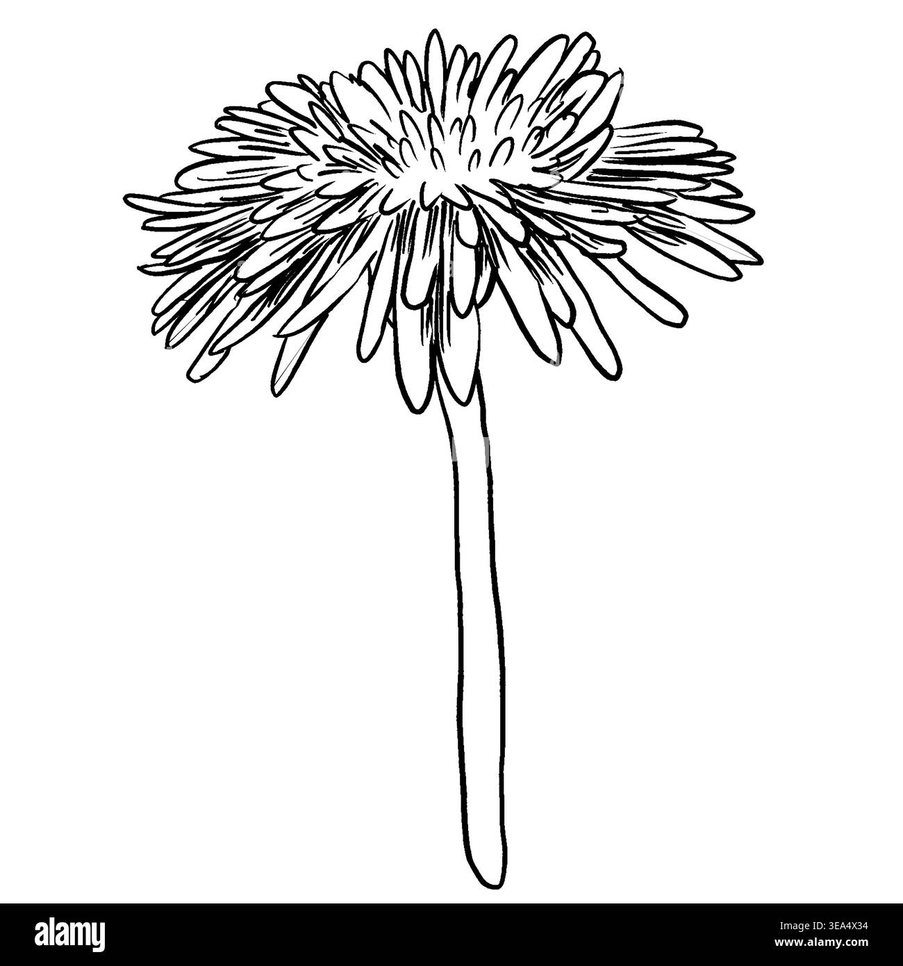 Schwarz-weiße Vektor-Illustration eines Löwenzahn im botanischen Linienart-Stil. Schlanker Stiel mit flauschigen strahlenden Blütenblättern. Perfekt für Feinsttätowierungen Stock Vektor