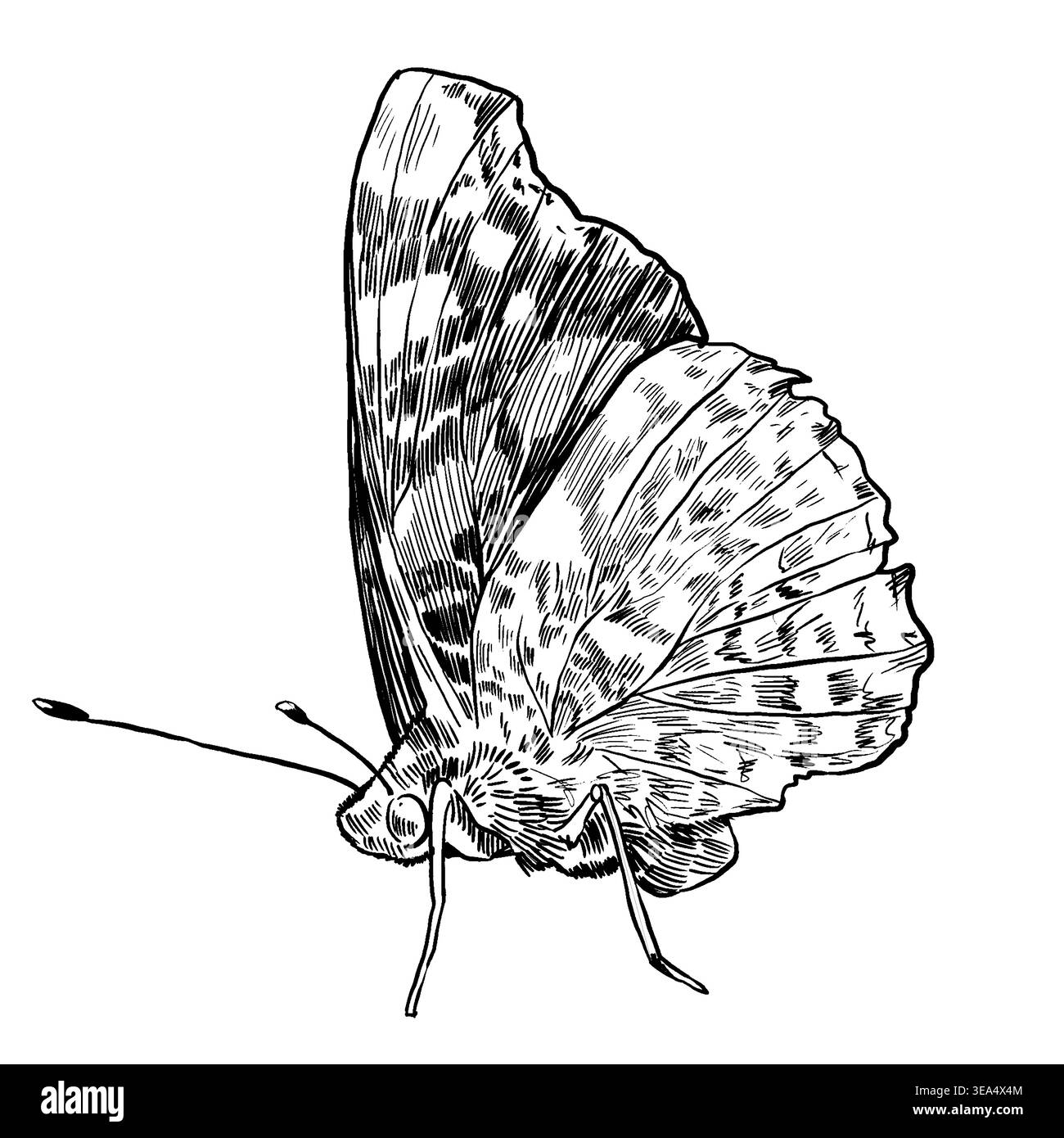 Schwarz-weiße Vektorillustration eines Schmetterlings im Seitenprofil mit gefalteten Flügeln. Kompliziertes Muster an der Unterseite. Perfekt für Linework-Tattoos, Natur Stock Vektor