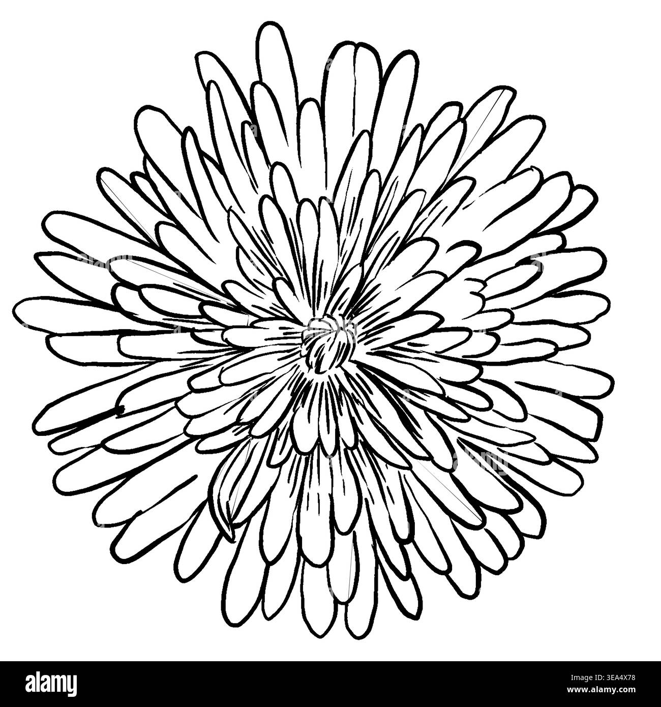 Schwarz-weiße Vektor-Illustration einer Löwenzahnblume im botanischen Linienart. Strahlende schmale Blütenblätter mit unterschiedlicher Linienstärke. Perfekt für Stock Vektor