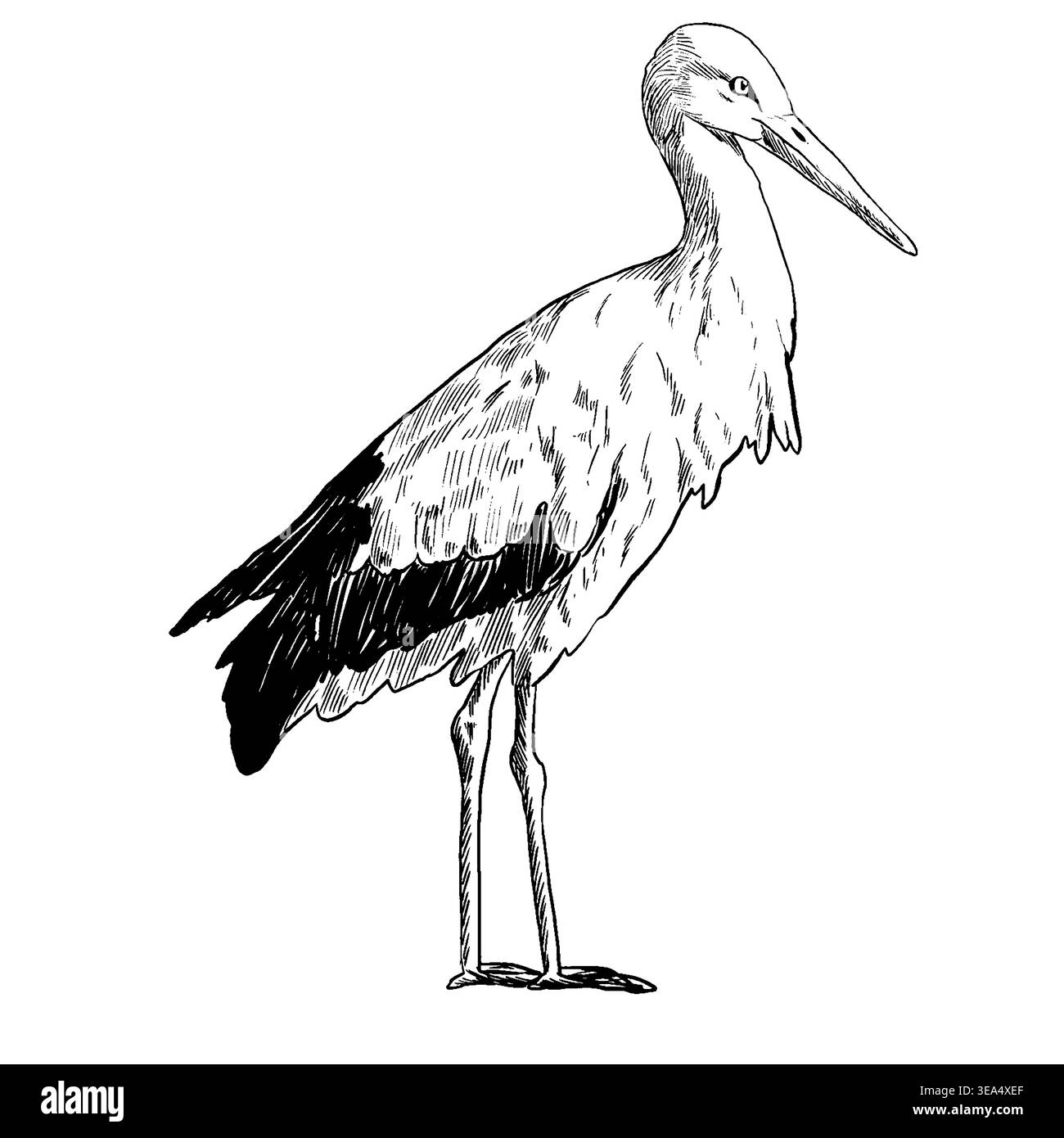 Schwarz-weiße Vektor-Illustration eines Storchs im Profil im Stich-Stil. Lange Schnabel, dünner Hals, hohe Beine. Feine Schraffur und massive schwarze Flügelbereiche. Stock Vektor