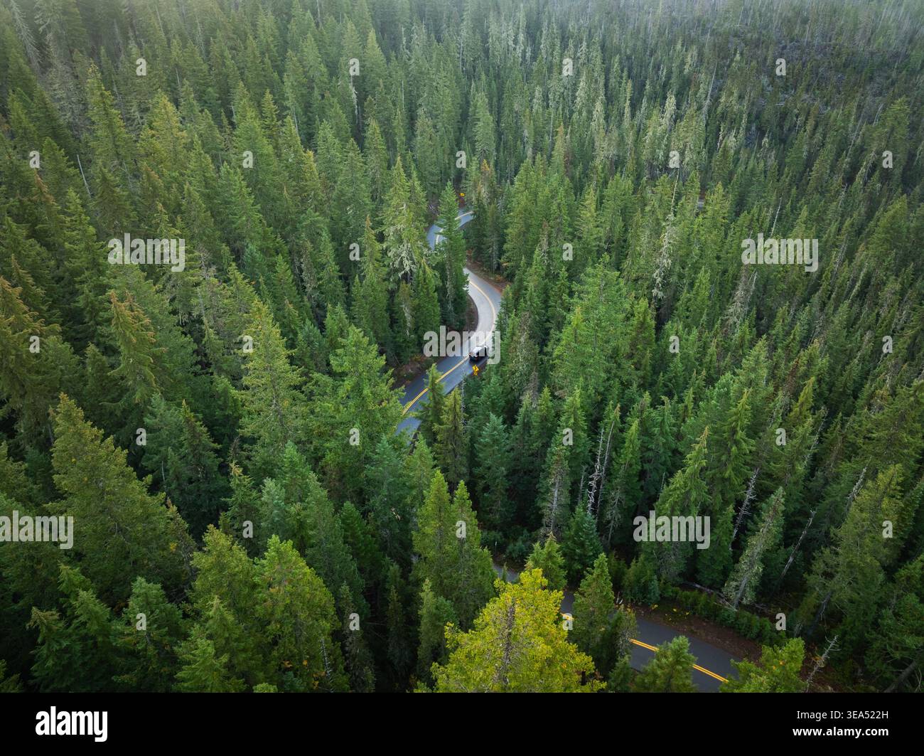 Aus der Vogelperspektive auf eine gewundene Straße durch die dichten immergrünen Bäume des Willamette National Forest mit einem Auto, das durch die üppigen Baumkronen in Lane Count fährt Stockfoto