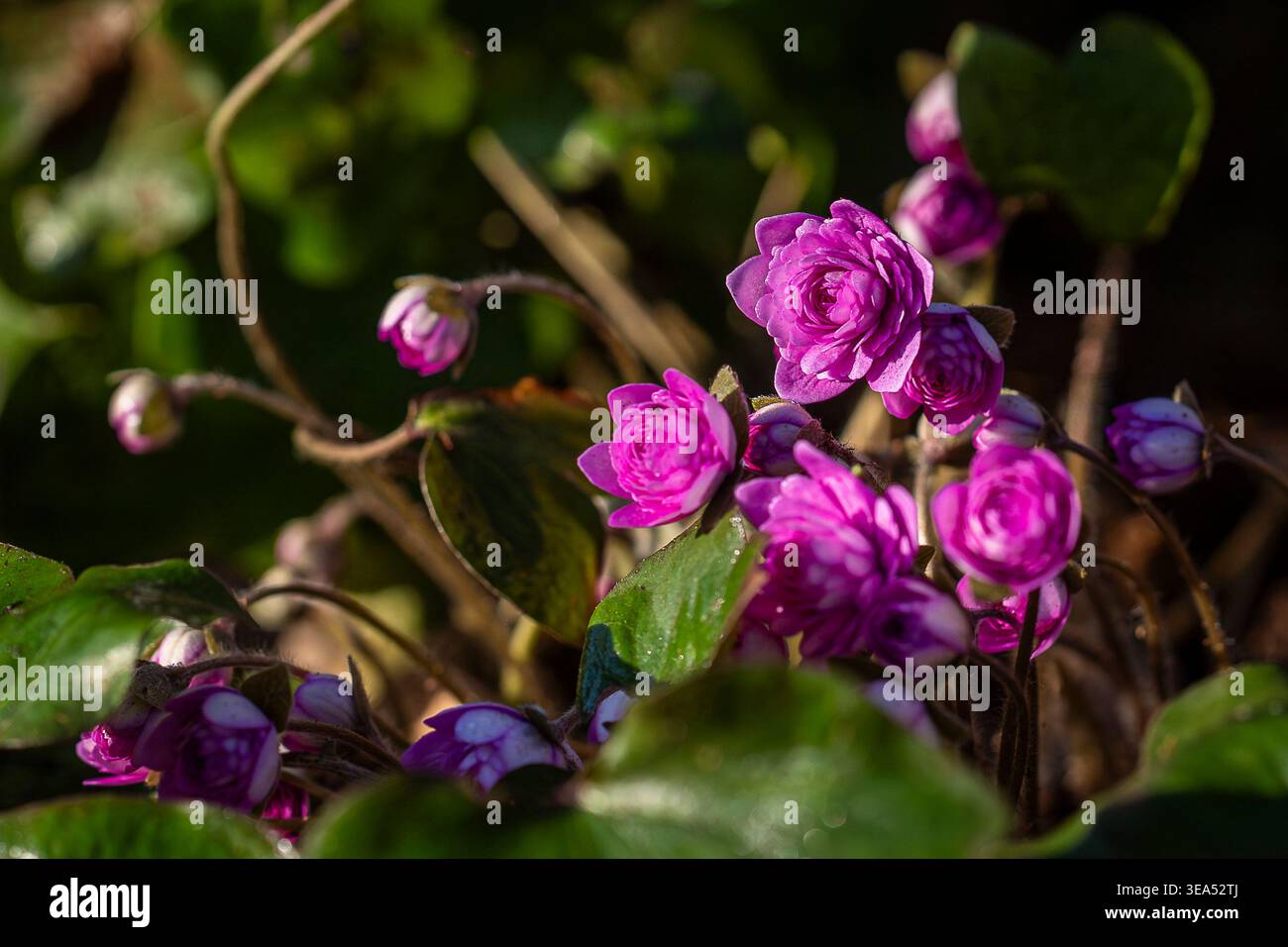 Leuchtend rosafarbene doppelte hepatica-Blüten (hepatica nobilis „Rubra Plena“), die im Frühjahr mit sanftem Sonnenlicht und natürlichem Waldhintergrund blühen. Stockfoto