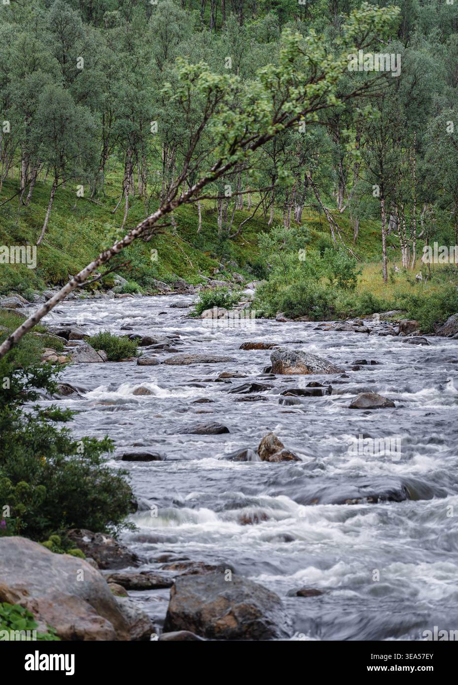 Schnell fließender Fluss mit einer lehnenden Birke Stockfoto