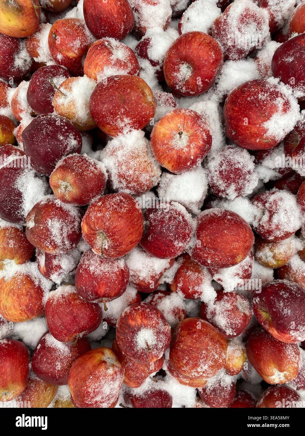 Rote Äpfel mit Schnee bedeckt, Konzept der Winterernte, natürliche Textur Hintergrund mit frischen Früchten und Frost. - Smartphone-aufgenommenes Stockfoto