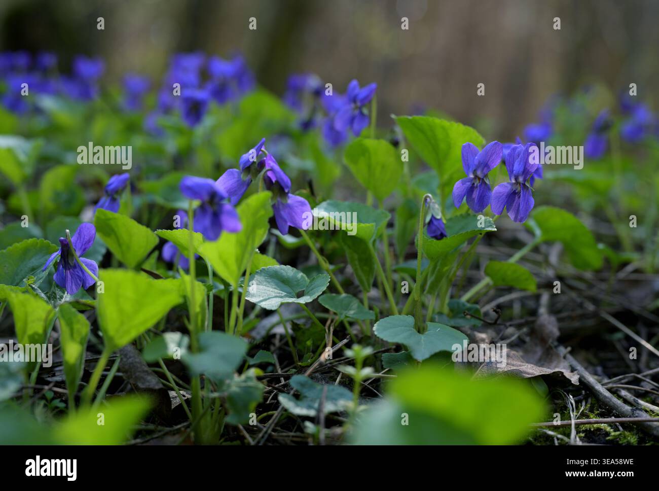 Wilde Veilchen im Waldschatten (Viola odorata) Stockfoto
