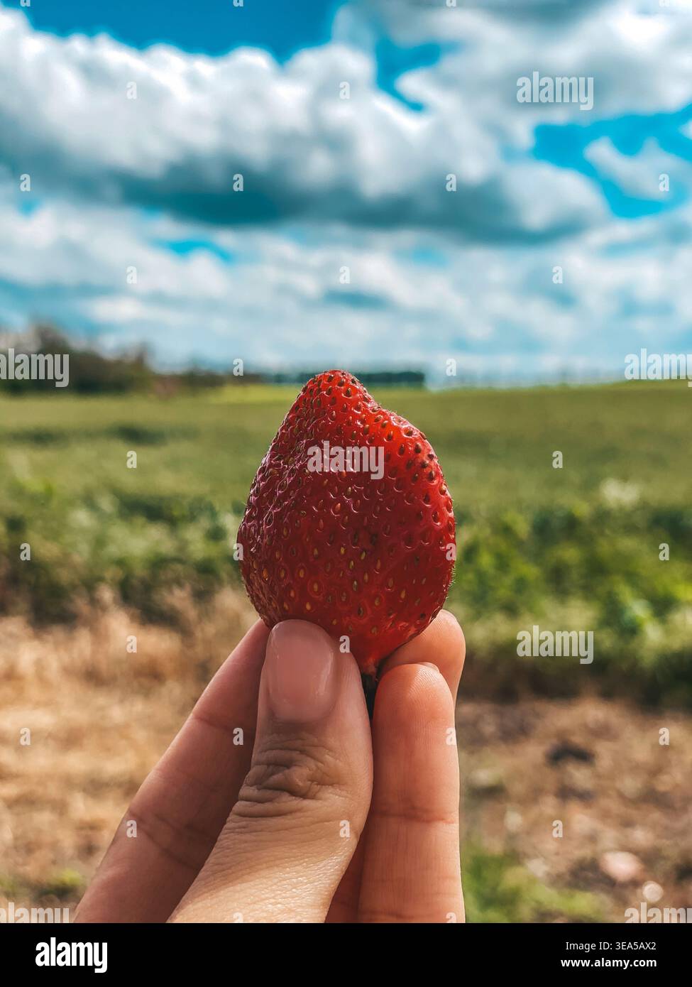 Frische Erdbeere in der Hand vor dem Feld auf dem Land und dem Hintergrund des blauen Himmels - Smartphone-aufgenommenes Stockfoto