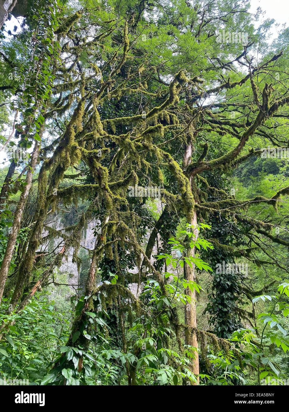 Üppig grüner Wald mit moosbedeckten Ästen und dichtem Laub in einem subtropischen Wald, der eine mystische und stimmungsvolle natürliche Landschaft schafft - Smartphone-aufgenommenes Stockfoto