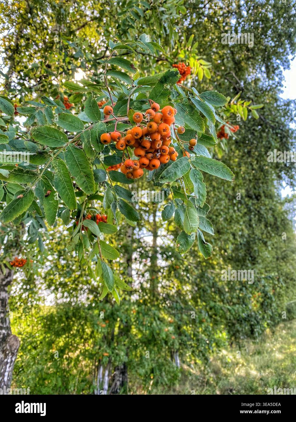 Vogelbaum Zweig mit Orangenbeeren in grünem Wald mit Sonnenlicht und natürlichem Hintergrund - Smartphone-aufgenommenes Stockfoto