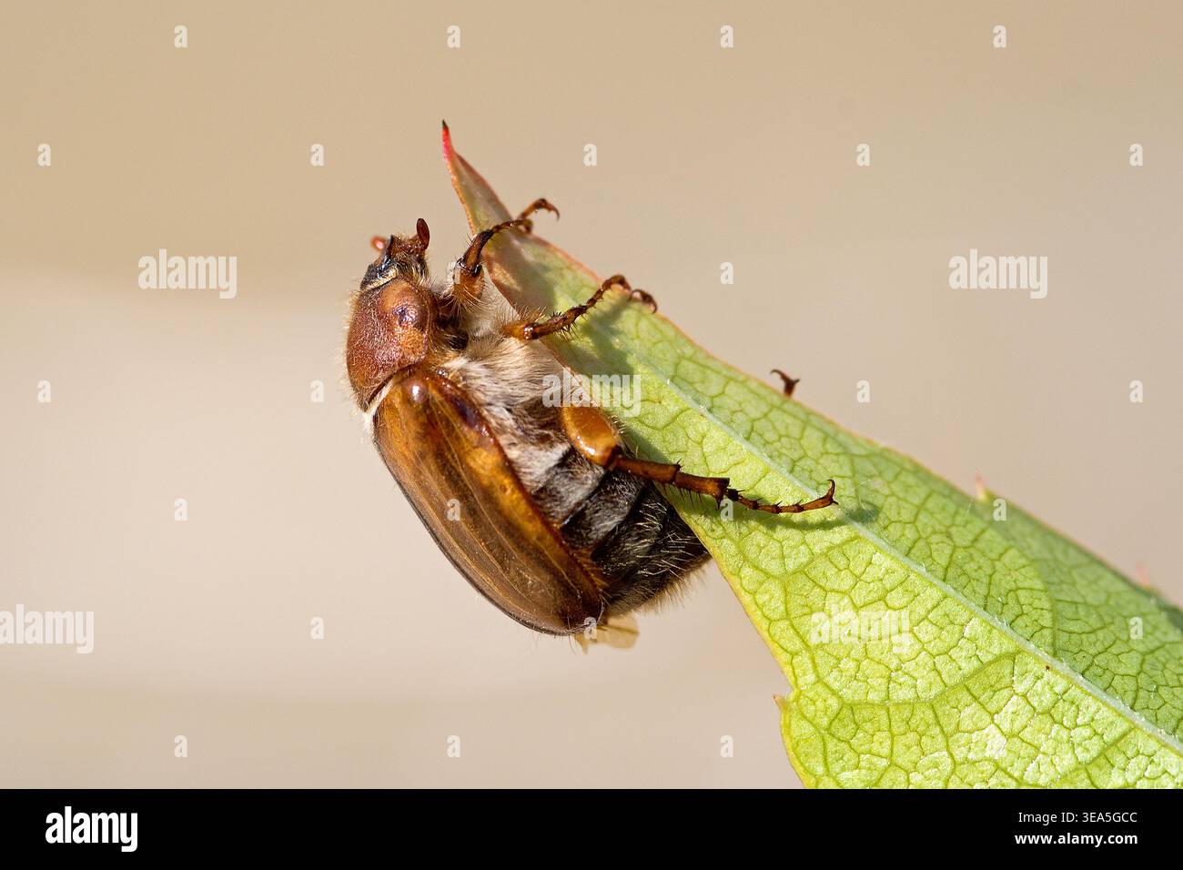 Juni-Käfer, gerippter Bodenkäfer, hängt an einem Blatt Stockfoto