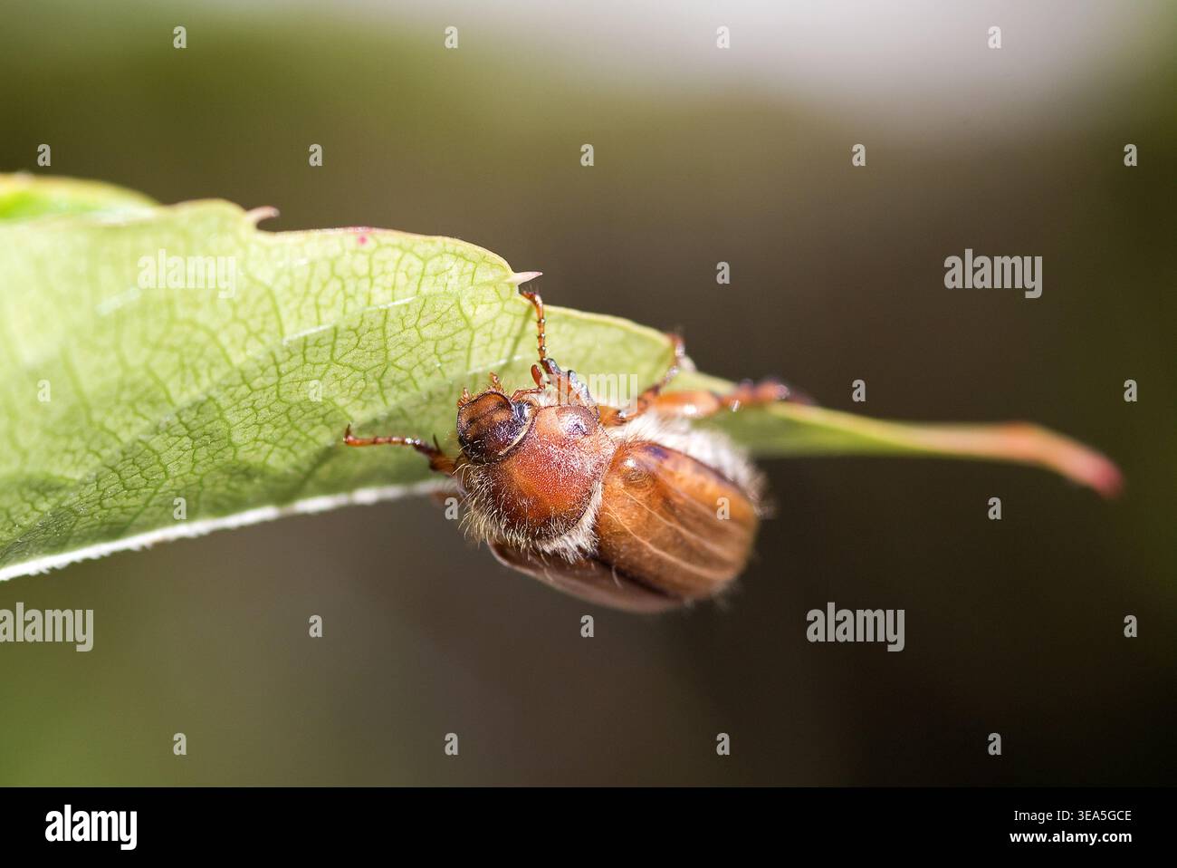Juni-Käfer, gerippter Bodenkäfer, hängt an einem Blatt Stockfoto