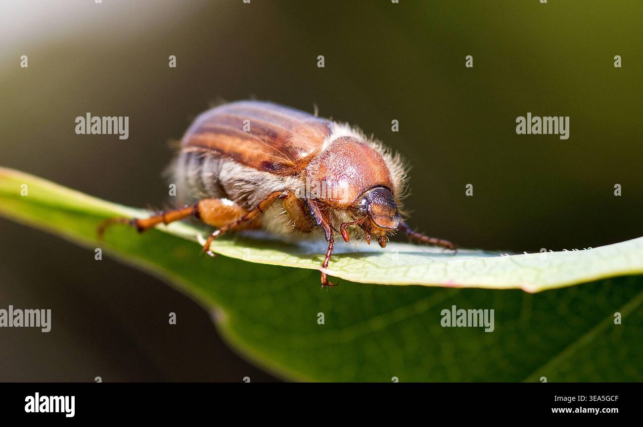 Juni-Käfer, gerippter Bodenkäfer, auf einem Blatt, draußen Stockfoto
