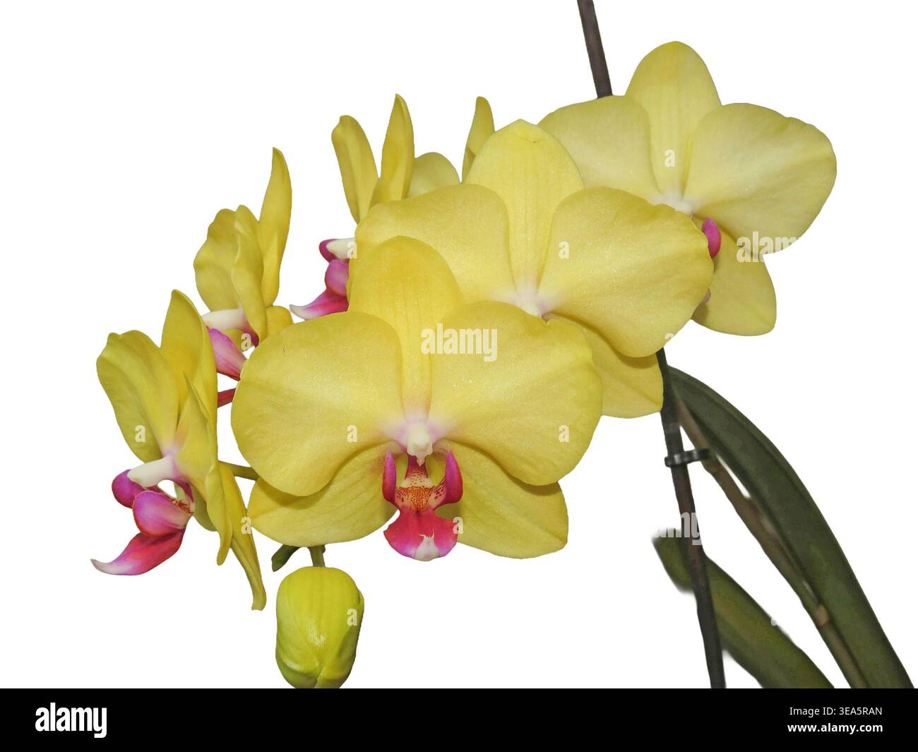 Gelbe Orchideenblüten isoliert auf weiß Stockfoto
