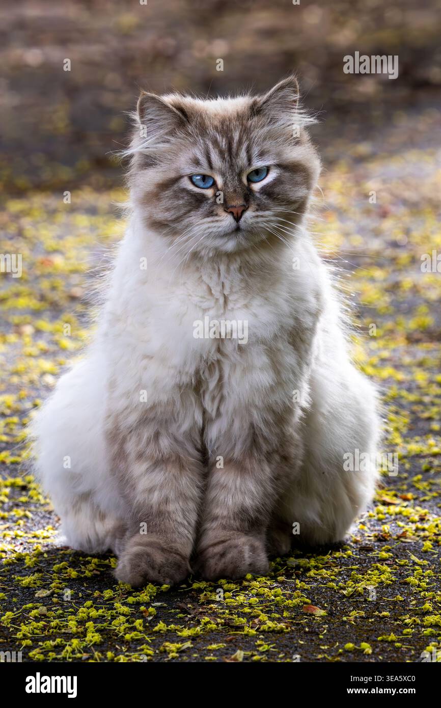 Auf einem Waldweg sitzt eine flauschige Neva Masquerade Katze, eine sibirische Katzenrasse, mit einem Robben-Tabby-Punkt und blauen Augen Stockfoto