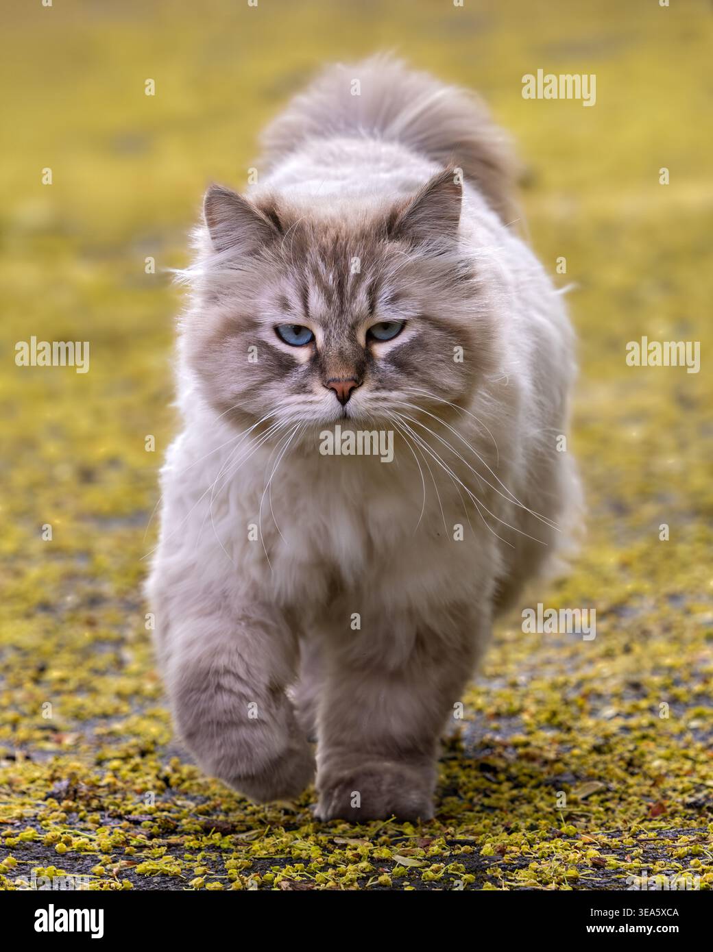 Eine streunende, flauschige Neva Masquerade Katze, eine Rasse sibirischer Katze, mit einem Robben-Tabby-Punkt und blauen Augen, läuft auf einem Waldweg Stockfoto