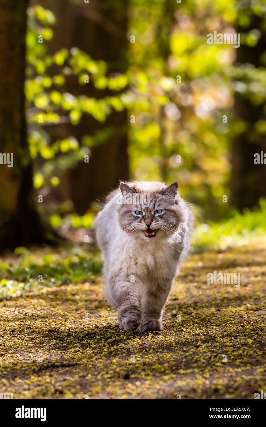 Eine streunende, flauschige Neva Masquerade Katze, eine Rasse sibirischer Katze, mit einem Robben-Tabby-Punkt und blauen Augen, läuft auf einem Waldweg Stockfoto