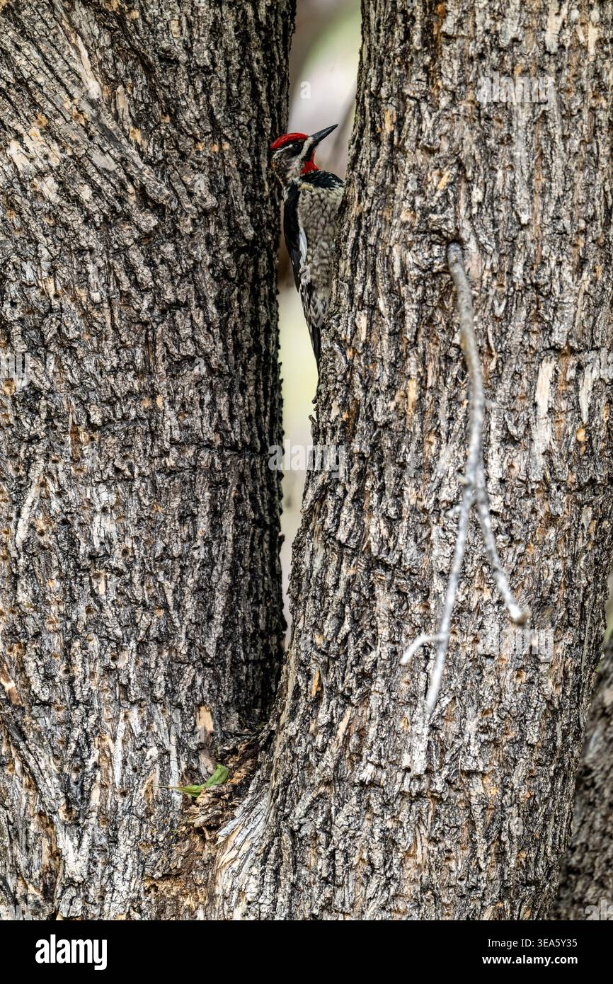 Männlicher Rotnappelsäulenlutscher schaut sich einen Baumwollbaum an, guter Negativraum, Arizona, USA Stockfoto