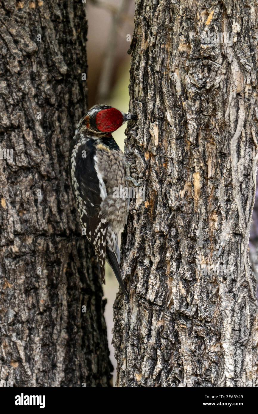 Männlicher Rotnappelsäulenlutscher schaut sich einen Baumwollbaum an, guter Negativraum, Arizona, USA Stockfoto
