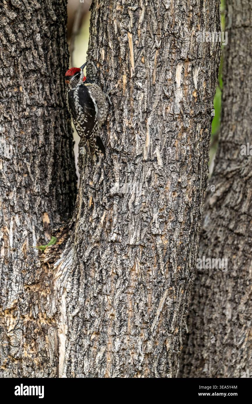 Männlicher Rotnappelsäulenlutscher schaut sich einen Baumwollbaum an, guter Negativraum, Arizona, USA Stockfoto