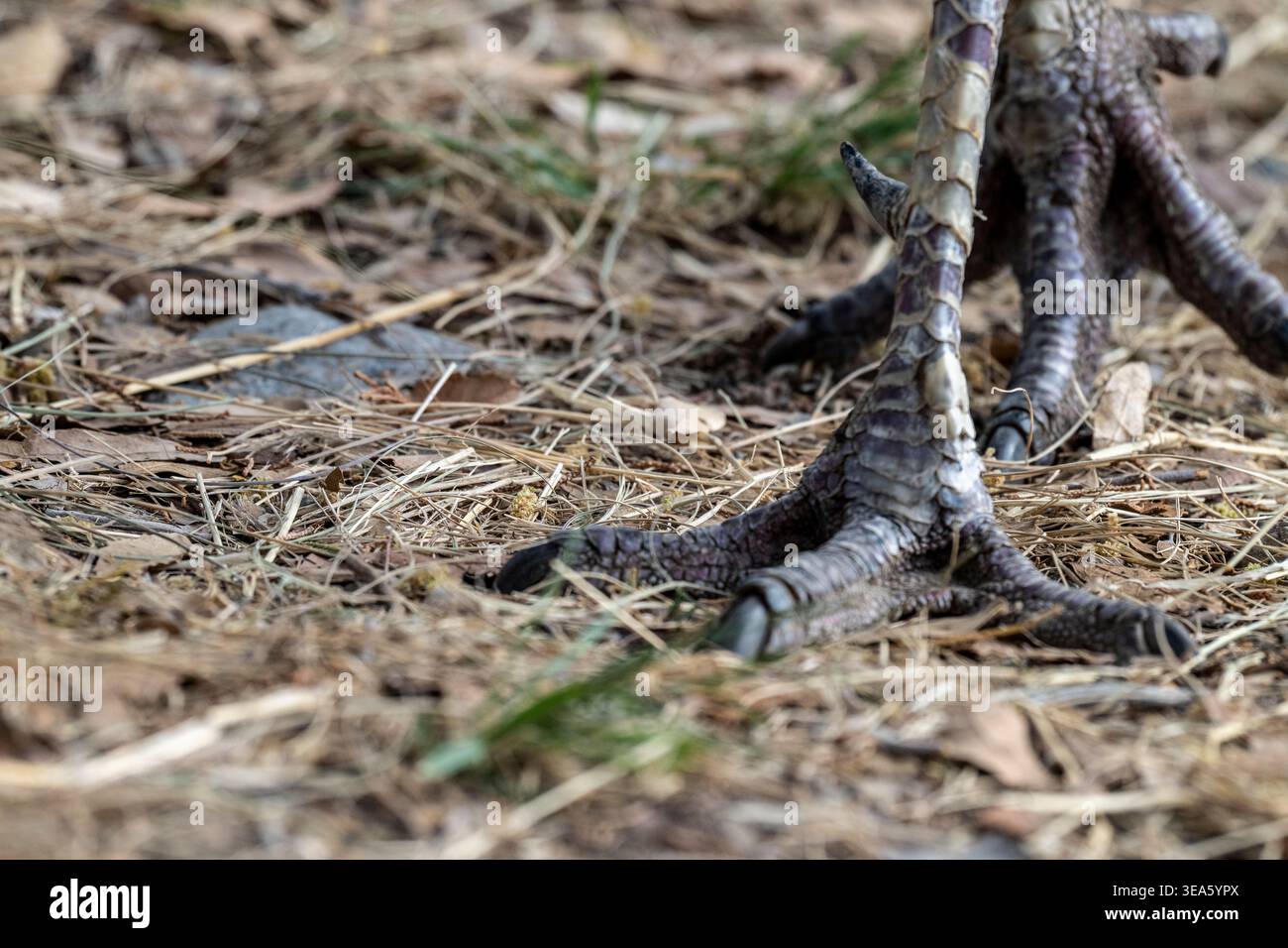 Nahaufnahme von tom turkey Feet and Spore, Arizona, USA Stockfoto